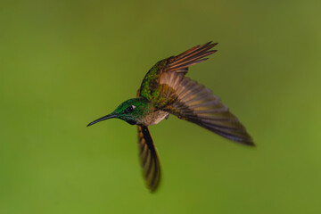 Obraz premium Male fawn-breasted brilliant dives against green background