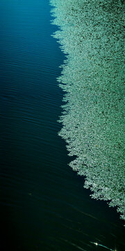 Dense green aquatic plants creating a distinct natural boundary against the rippling, deep blue water surface, showcasing a fascinating contrast and separation within a serene aquatic ecosystem