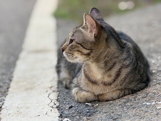 Obraz premium A profile shot of the tabby cat resting on the paved road next to the white line. It is staring intently forward (to the left of the image).
