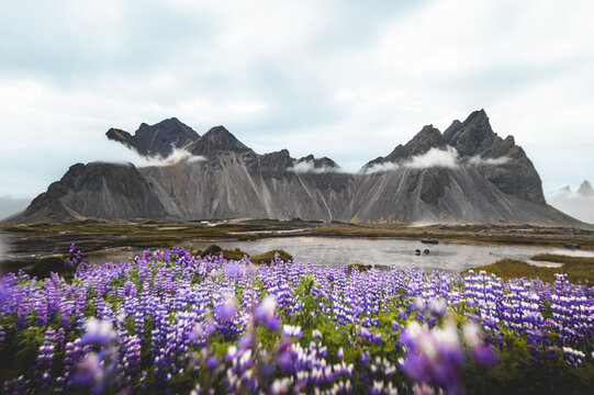 Lupine flowers and Vestrahorn mountain