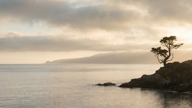 Lone Pine Tree on Coastal Cliff at Mist Dusk
