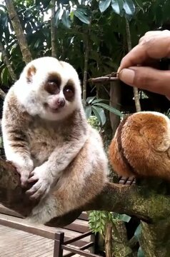 Slow Lori getting food 