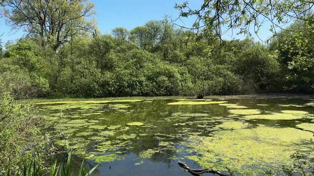 Woodland pond covered with green duckweed in summer sunlight