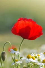 Single red poppy flower isolated on green. © Swetlana Wall