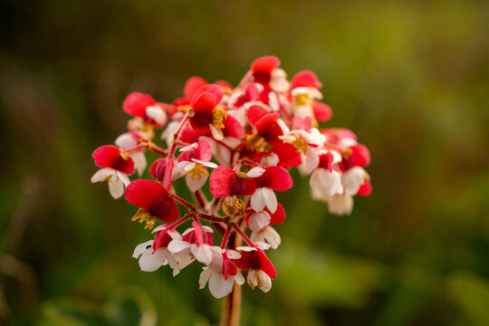 Wild Begonia flower (Begonia biserrata) blooming in native trail foliage of Ibitipoca, Minas Gerais, Brazil