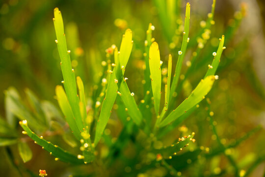Whisk fern plant (Psilotum nudum) with small round sporangia blooming in high-altitude terrain of Ibitipoca, Minas Gerais, Brazil