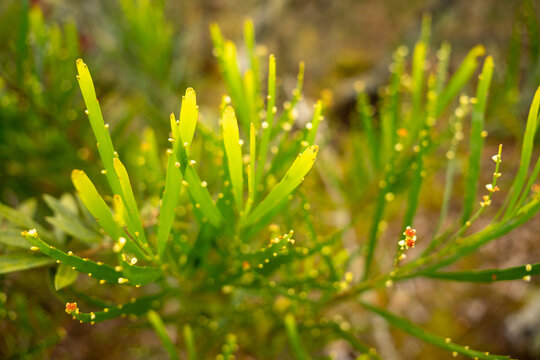 Whisk fern plant (Psilotum nudum) with small round sporangia blooming in high-altitude terrain of Ibitipoca, Minas Gerais, Brazil