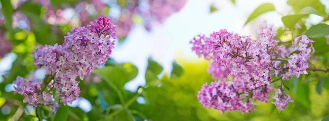 Beautiful lilac flowers bloom in the spring garden. © Swetlana Wall