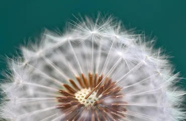 Dandelion flower close up with a green background. © Swetlana Wall