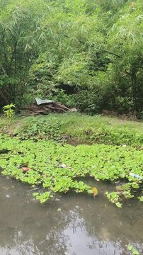 Camera pans right revealing bamboo grove and thatched structure beside pond with floating plants