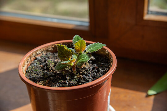 Young Gloxinia Houseplant Growing in Pot on Sunny Windowsill Close Up