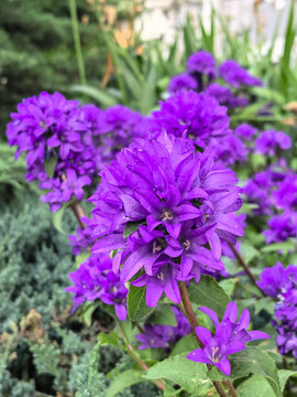 Close up of purple campanula glomerata clustered bellflower bloom in garden