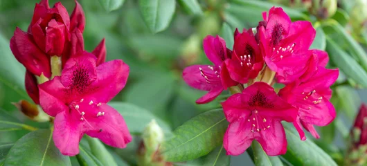 Close-up of beautiful red Azaleas flowers in springtime. © Swetlana Wall