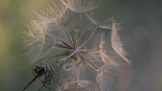 Backlit dandelion seed head glowing in golden light, delicate translucent detail, macro