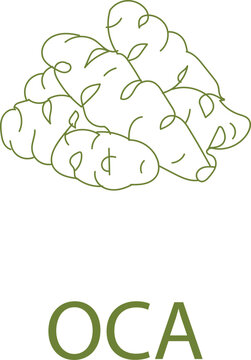 Oca Root Vegetable Icon, Andean Tuber Harvest Outline, Exotic Organic Crop Vector Illustration