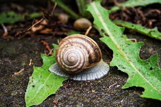 Close-up of a Roman snail crawling on green dandelion leaves in nature