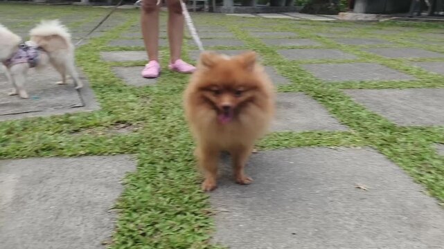 Fluffy dog on leash exploring grassy path near water edge