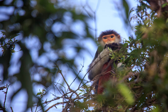 Son Tra Red-shanked douc langur - IUCN Red List
