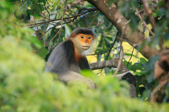 Son Tra Red-shanked douc langur - IUCN Red List