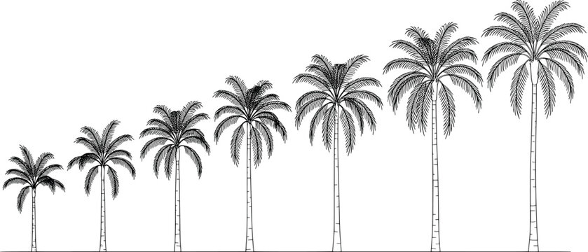 Growth stages of a queen palm tree from juvenile to mature height