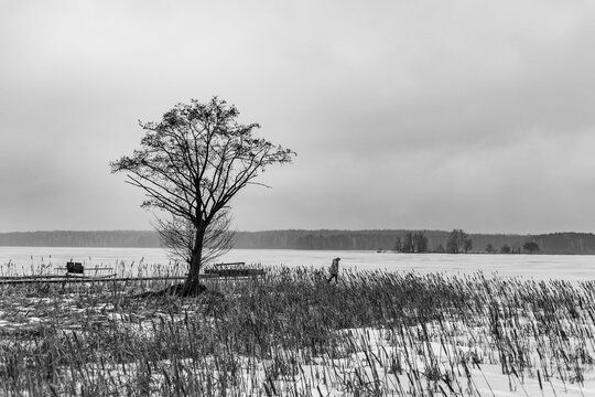 Minimalist Black and White Landscape With Lonely Tree and Person Walking Near Frozen Lake