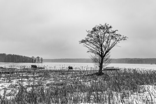 Minimalist Black and White Landscape With Solitary Tree and Wooden Pier on Frozen Lake Shore