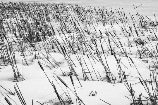 Graphic Black and White Pattern of Dry Cattail Reeds in Winter Snow