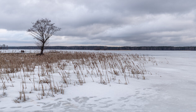 Traces on Frozen Ice Crust of Winter Lake Shore With Solitary Tree
