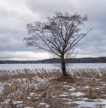 Solitary Bare Tree With Detailed Branches on Frozen Lake Shore in Winter