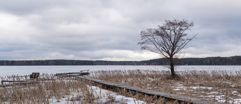 Wooden Pathway and Solitary Tree on Frozen Lake Shore Under Cloudy Sky