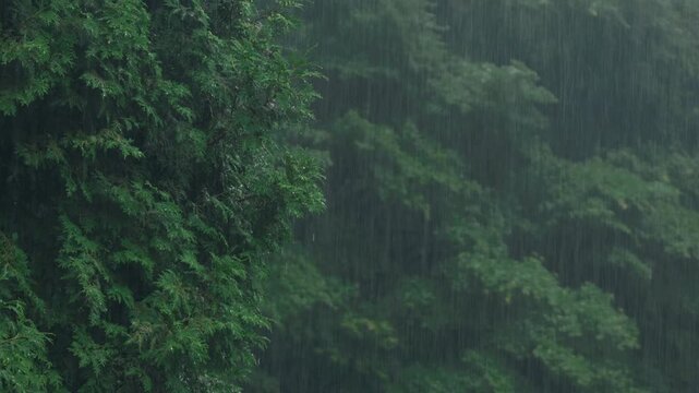 Heavy rain falling against a lush green forest background