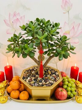 Bonsai tree with offerings surrounded by fruits and candles for celebration and prosperity