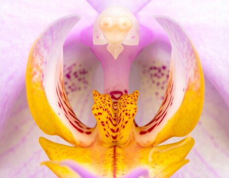 Tropical orchid. Beautiful macro view of a vibrant spotted orchid lip and petals blooming.