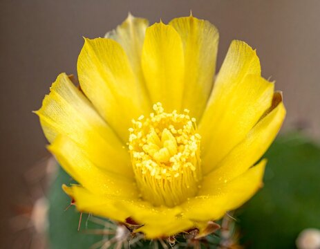 Parodia ottonis. Bright yellow cactus flower blooming close up on a light background.