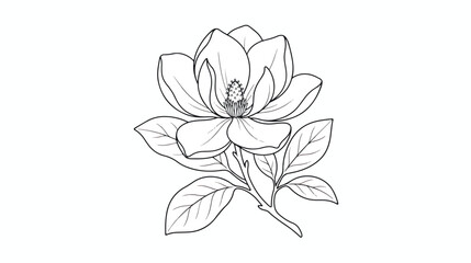 Vintage magnolia flower line art vector, botanical blossom sketch with leaves, black and white floral engraving for wedding invitations and branding © fanii996