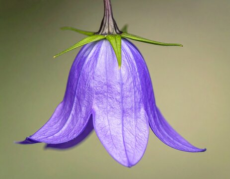 Hanging bellflower. Beautiful purple campanula flower hanging upside down against a clean background.