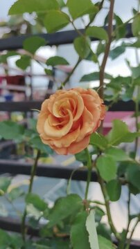 Orange rose blooms gently on vine against wooden fence backdrop