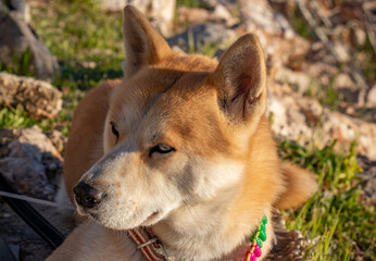 Obraz premium Akita, Husky, mixed breed dog