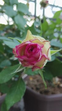 Pink rose bud opens slowly in soft light surrounded by green leaves