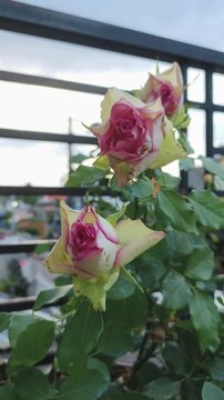 Blossoming pink and white roses sway gently in soft evening light.