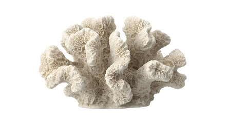 Obraz premium White fan shaped coral reef skeleton with intricate texture isolated on black background.