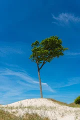 Wind-bent trees on West Beach on the Darß Peninsula along the German Baltic Sea coast. The beach is 14 km long and is part of the Western Pomeranian Lagoon Region National Park..  © ksl