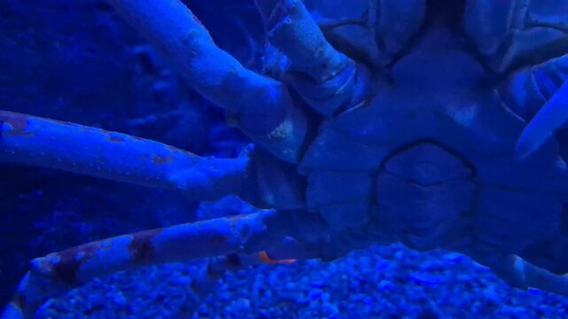 Close-up of a huge crab walking underwater with fish, showing large claws, armored shell and slow movement across the aquarium bottom.