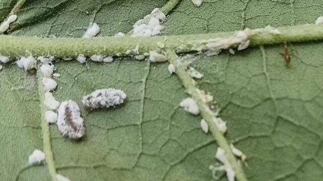 Predatory Mealybug Destroyer Larvae Cryptolaemus montrouzieri among Eggplant Mealybugs on Turkey Berry Leaf Underside, Aggressive Mimicry Biological Control