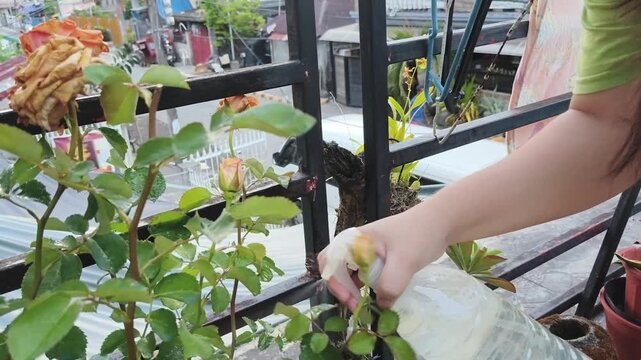 Person sprays water on rose bushes with bottle on balcony garden