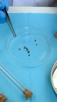 The tick laboratory is conducting an analysis. Selective focus.