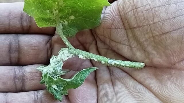 Farmer holding Severely Mealybug Infested Turkey Berry Shoot Tip in Hand, inspecting Solanum torvum Plant Crop Damage and Agricultural Loss in Dry Zone Field