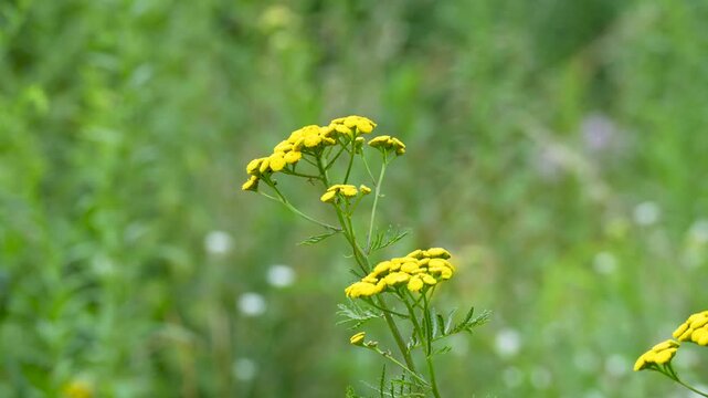 Common Tansy with Bright Yellow Summer Flowers
