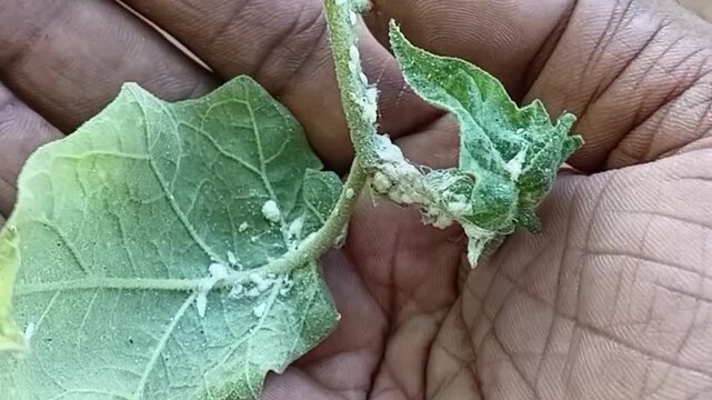 Alternative Hand Close-up of Farmer holding and inspecting Mealybug Infested Turkey Berry Shoot Tip, demonstrating Solanum torvum Crop Damage and Agricultural Loss