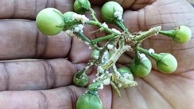 Macro Close-up of Farmer holding Mealybug Infested Turkey Berry Fruits Cluster in Hand, inspecting Solanum torvum Yield Loss and Agricultural Damage in Dry Zone